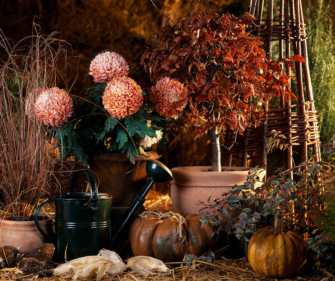 Autumn still life with grass, Dendranthema grandiflorum, Fagus sylvatica (copper beech)