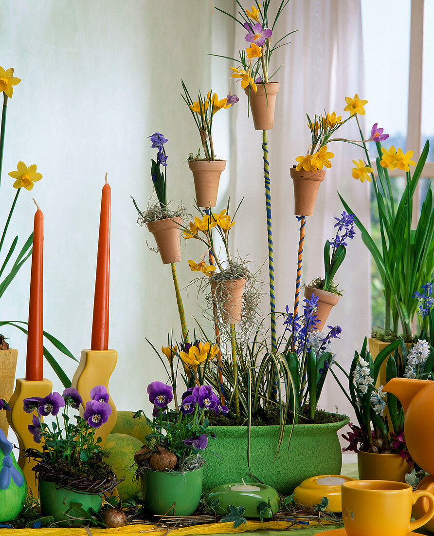 Spring arrangement with crocuses, horned violets and daffodils