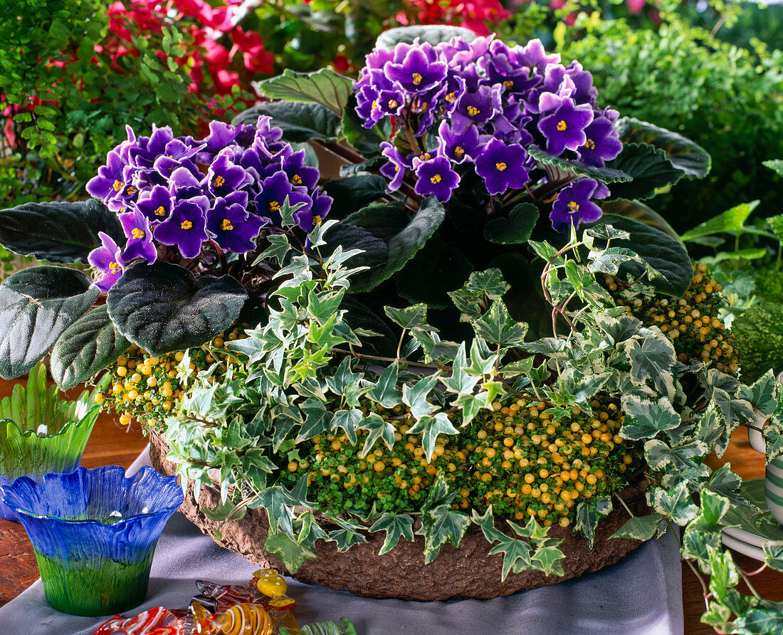 Wreath of Saintpaulia, Hedera Helix