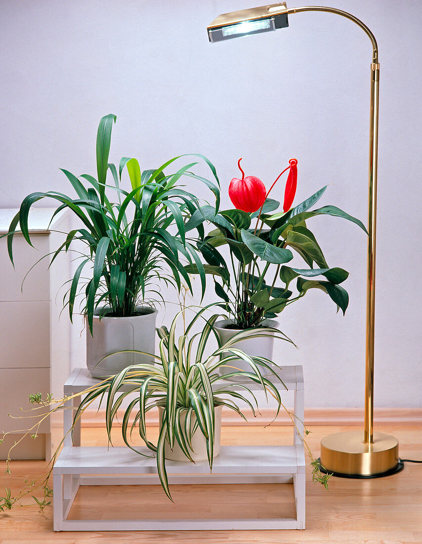 Unter der Lampe: Anthurium