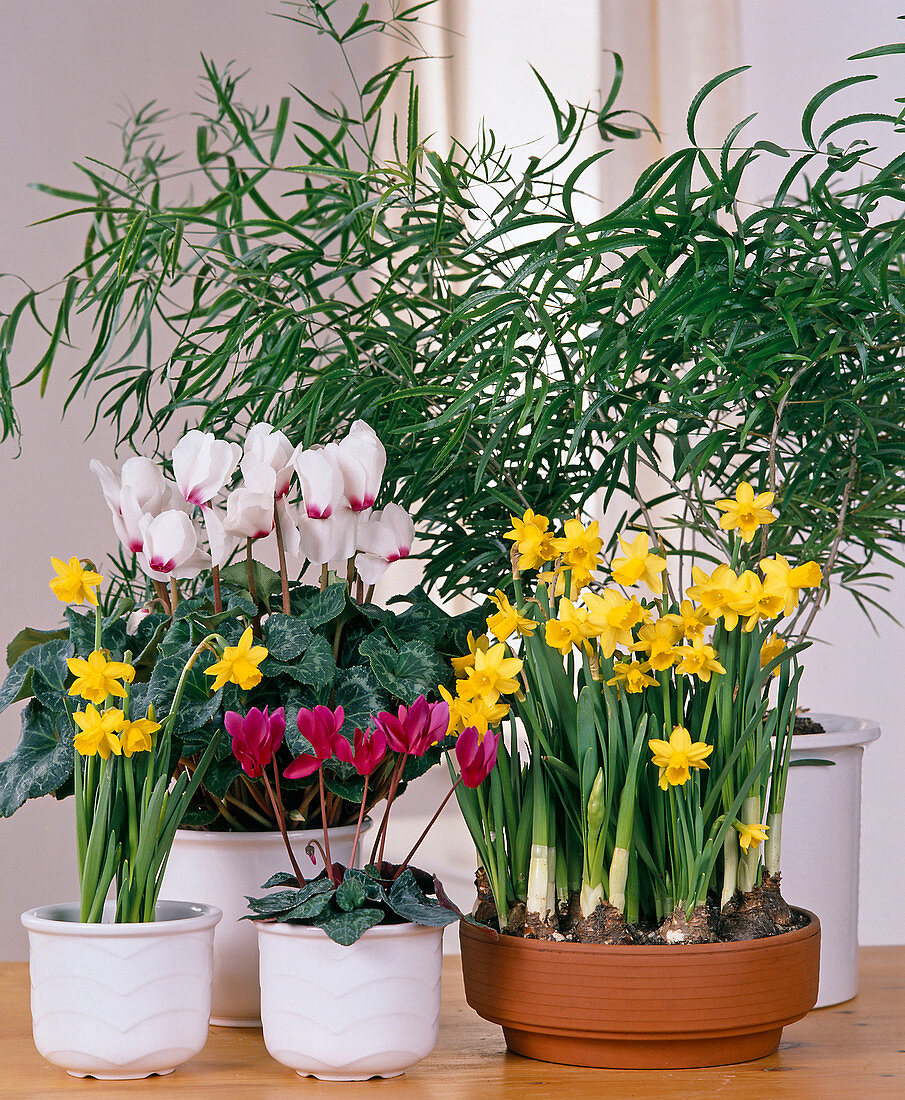 Spring arrangement with daffodils and cyclamen