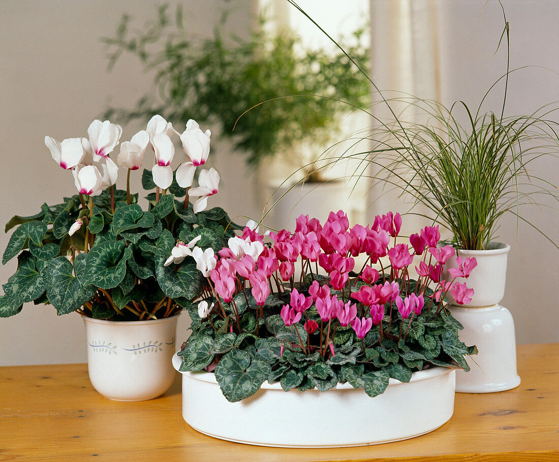 Cyclamen