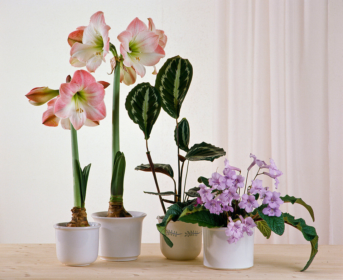 Hippeastrum 'Appleblossom' (Amaryllis), Calathea picturata