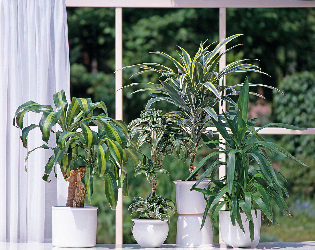 Dracaena: From left: Fragrans 'Massangeana' Fragrans