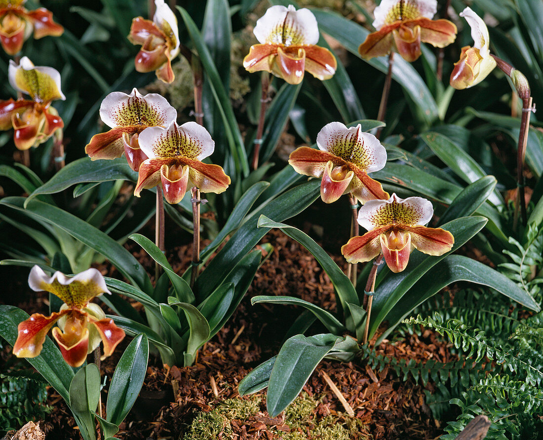 Paphiopedilum