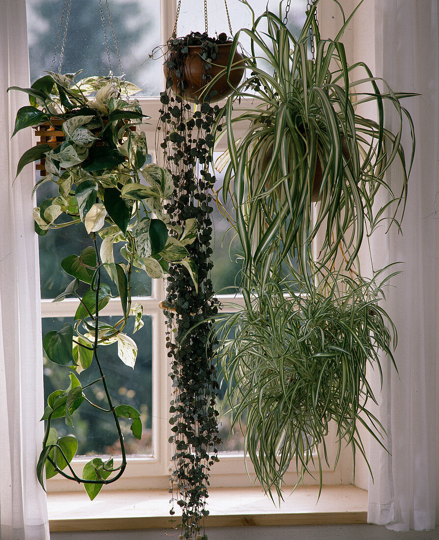 Epipremnum, Ceropegia, Chlorophytum