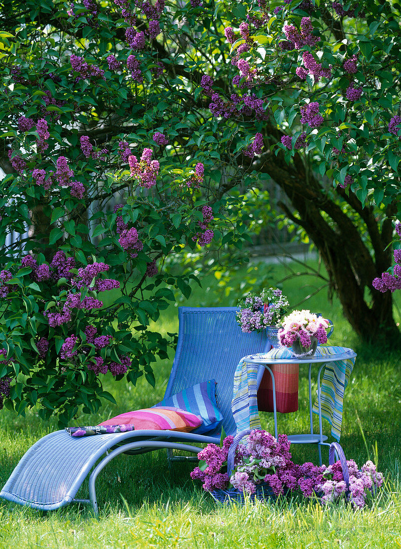 Deckchair and table under Syringa (Lilac bush), baskets
