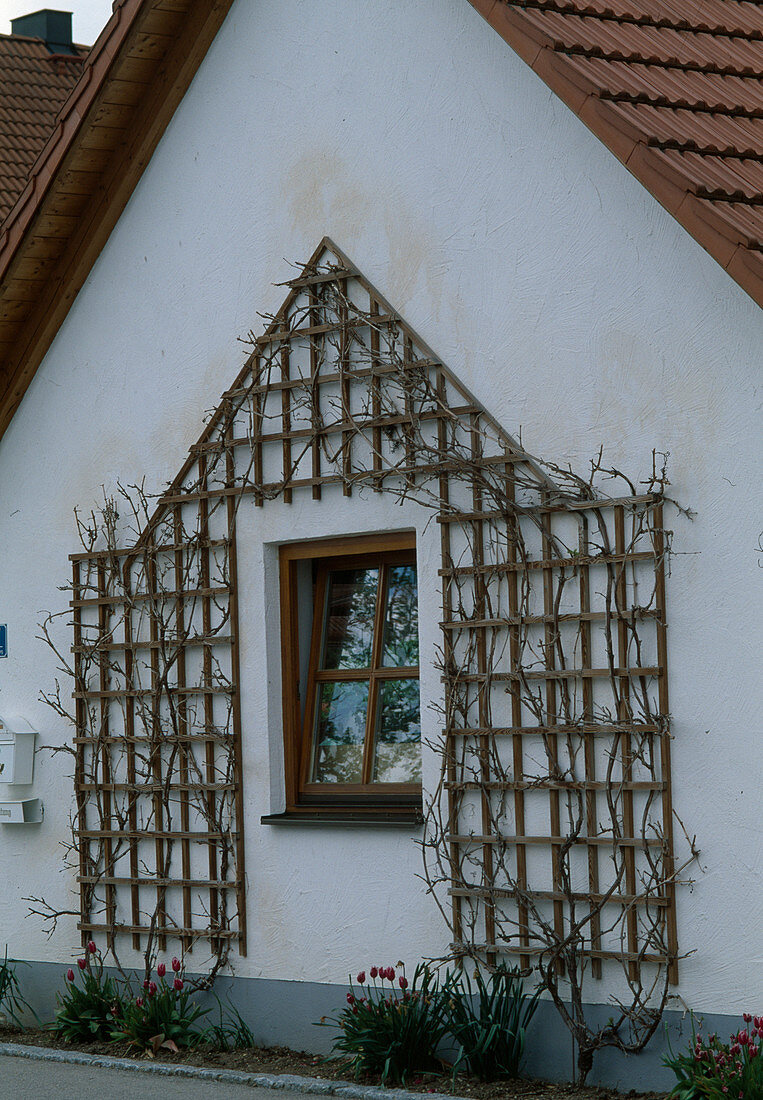 Wooden trellis attached as a climbing frame to the house wall