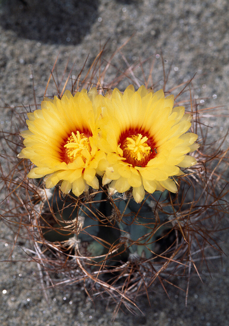 Astrophytum senile var. aureum