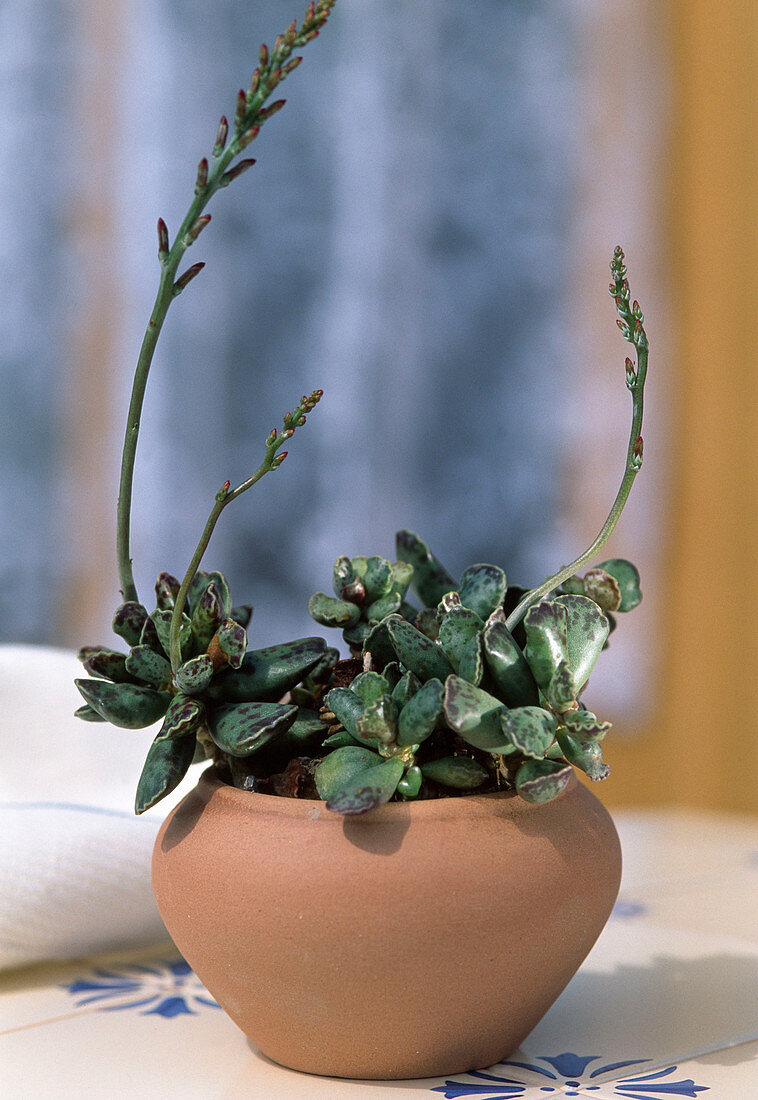 Adromischus cooperi