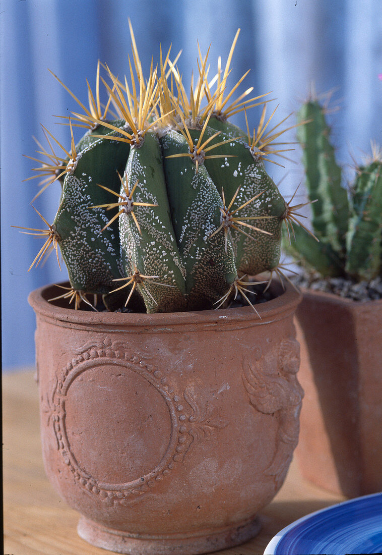 Astrophytum ornatum f. mirbelii