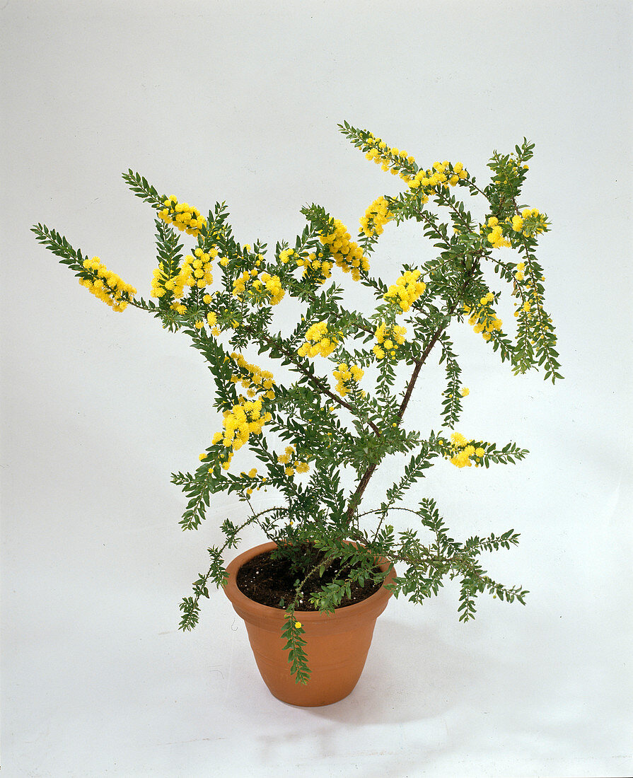 Acacia armata (kangaroo thorn)