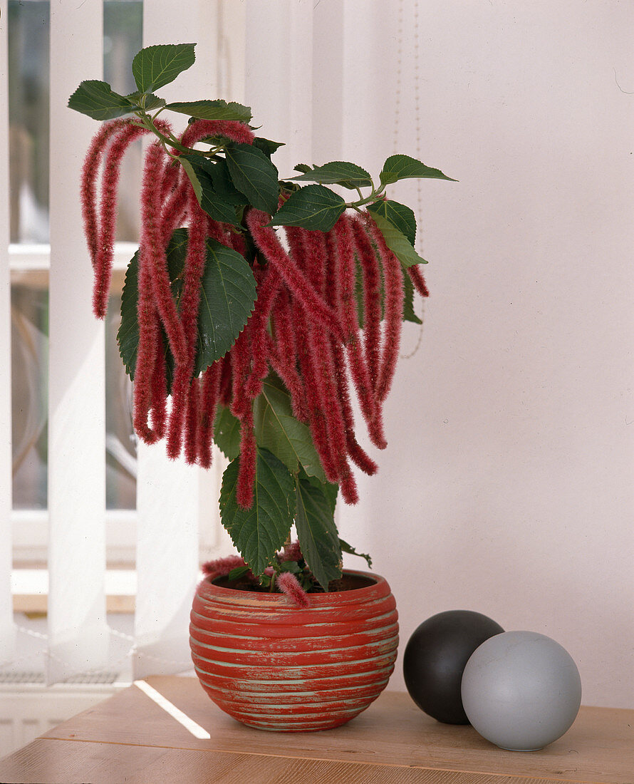 Acalypha hispida