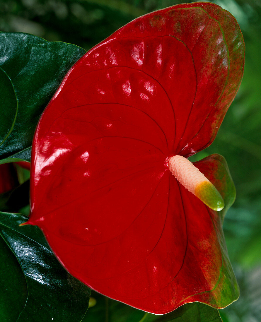 Anthurium-Hybride 'Amigo'