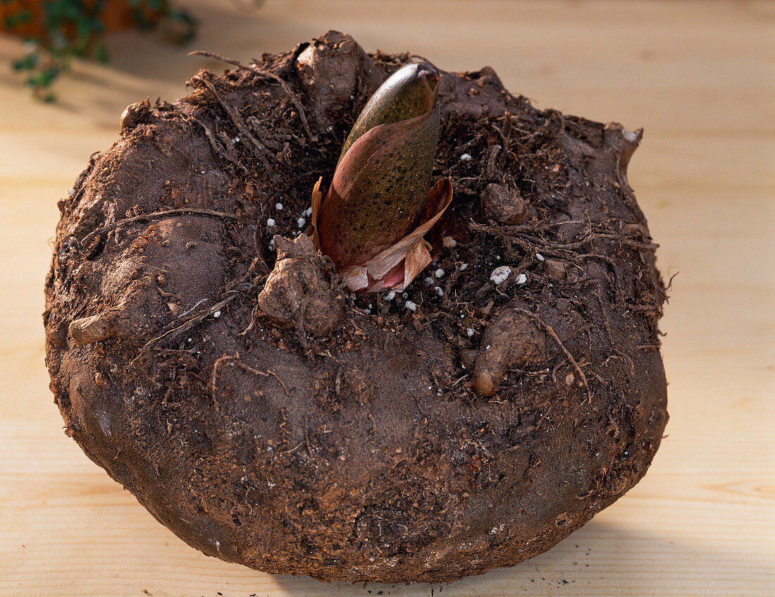 Bulb of Amorphophallus