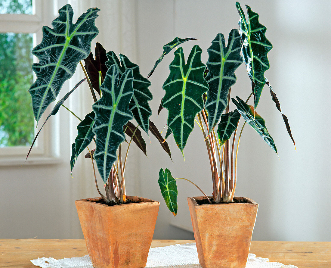 Alocasia sanderiana