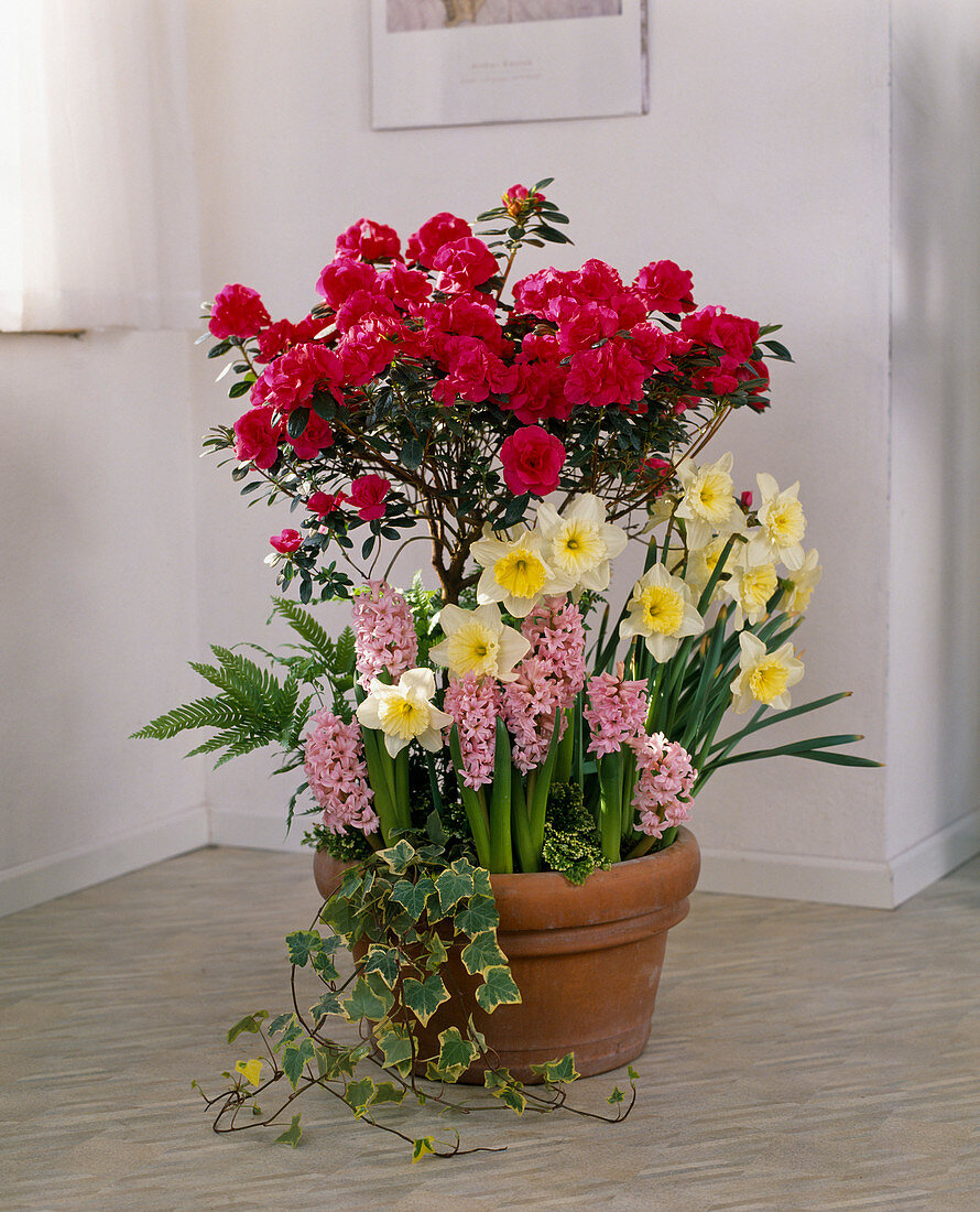 Azalea hybrid 'Reinhold Ambrosius'