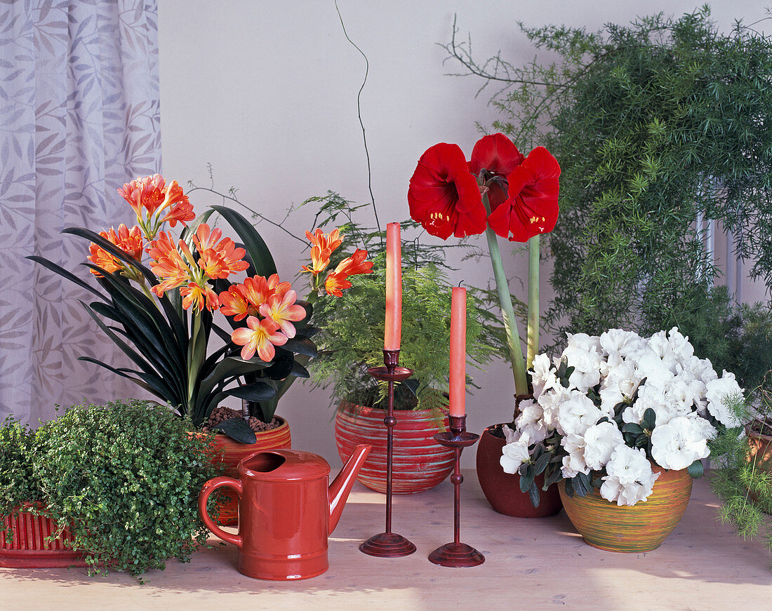 Azalea hybrid, Hippeastrum hybrid, Clivia miniata, Asparagus