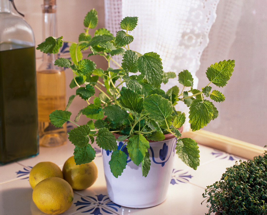 Lemon balm