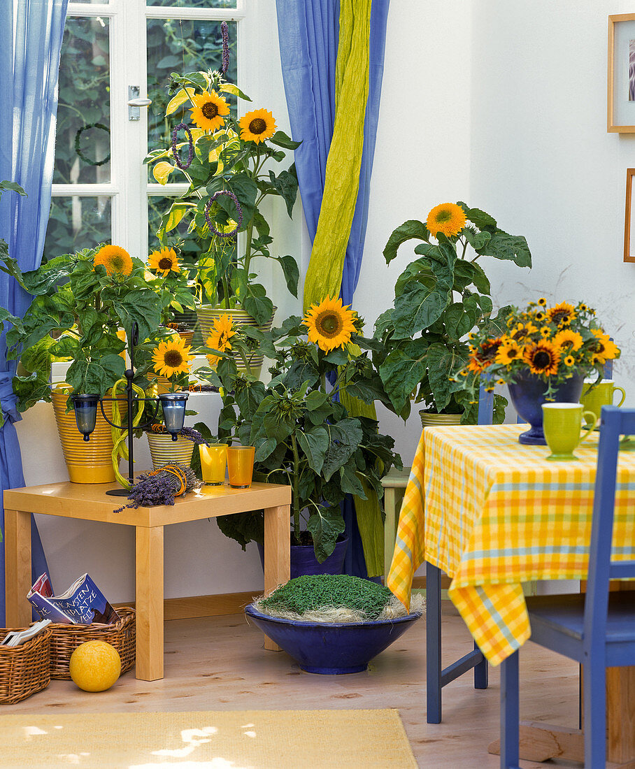 Various sunflowers (Helianthus hybr.) 'Teddy Bear', 'Sonja'.