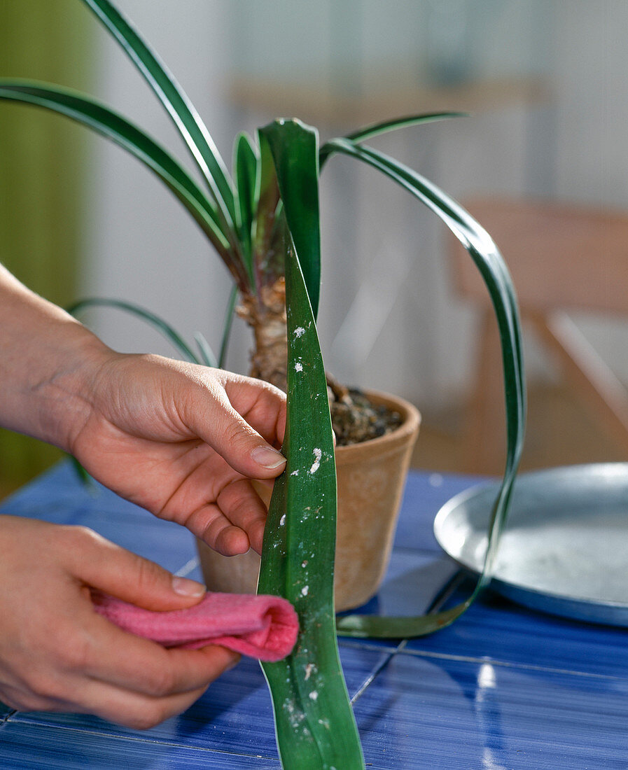 Wiping off mealybugs from the underside of the leaves of an Amaryllis with a damp cloth.