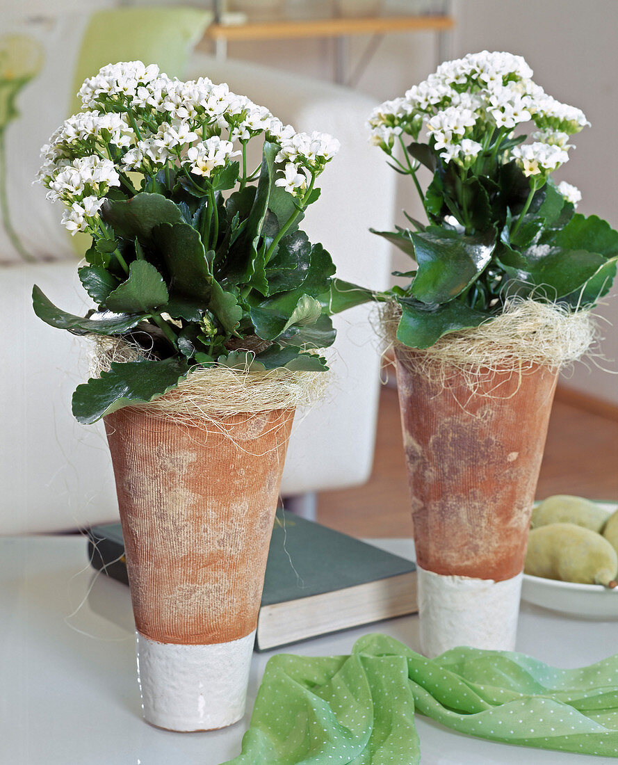 Kalanchoe blossfeldiana (Flammendes Kätchen) mit weißen Blüten