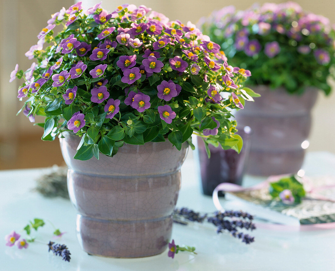 Exacum affine (Blaues Lieschen)