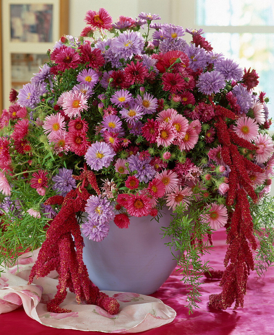 Autumn bouquet with various Aster hybr. (autumn asters), Amaranthus (foxtail)