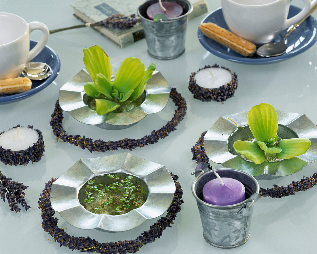 Metal tray with Pistia (water lettuce), Lemna minor (duckweed)