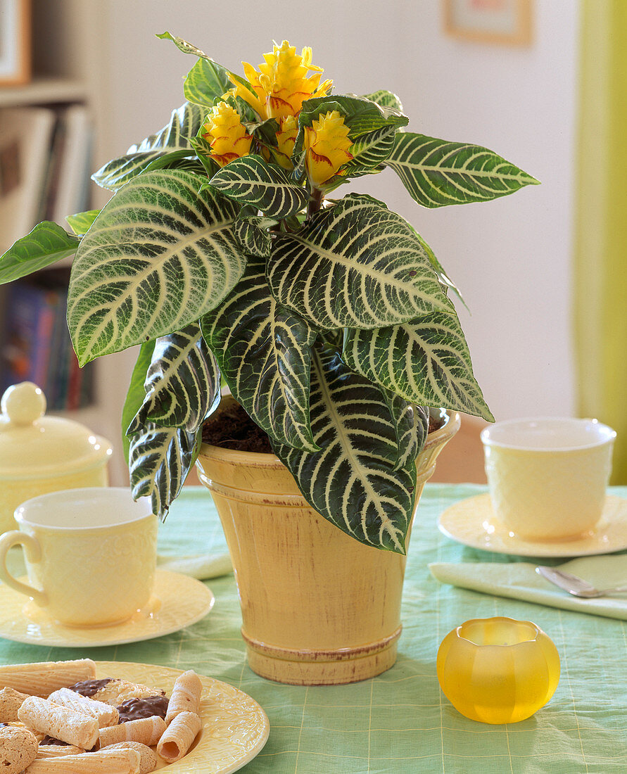 Aphelandra squarrosa (gloss cork)