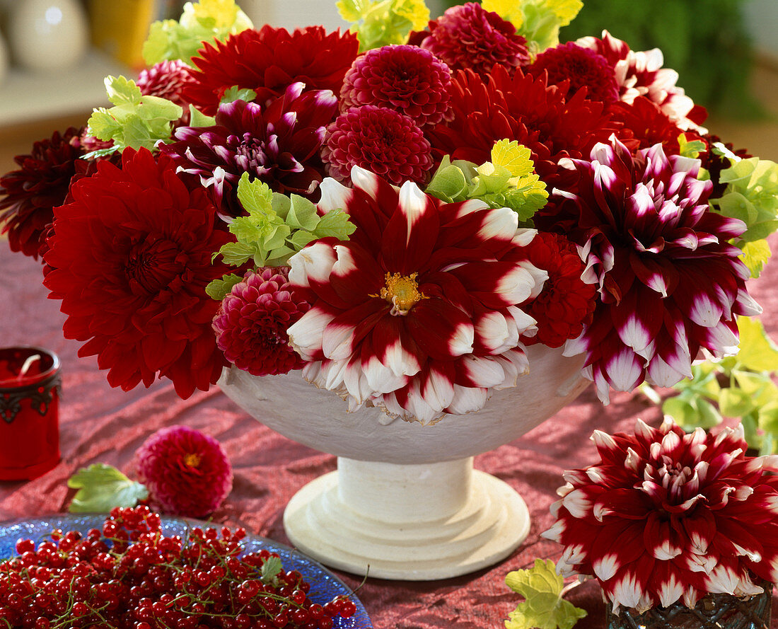 Schale mit Dahlia-Hybr. 'Garden Wonder' (rot), 'Duett' (rot-weiß)