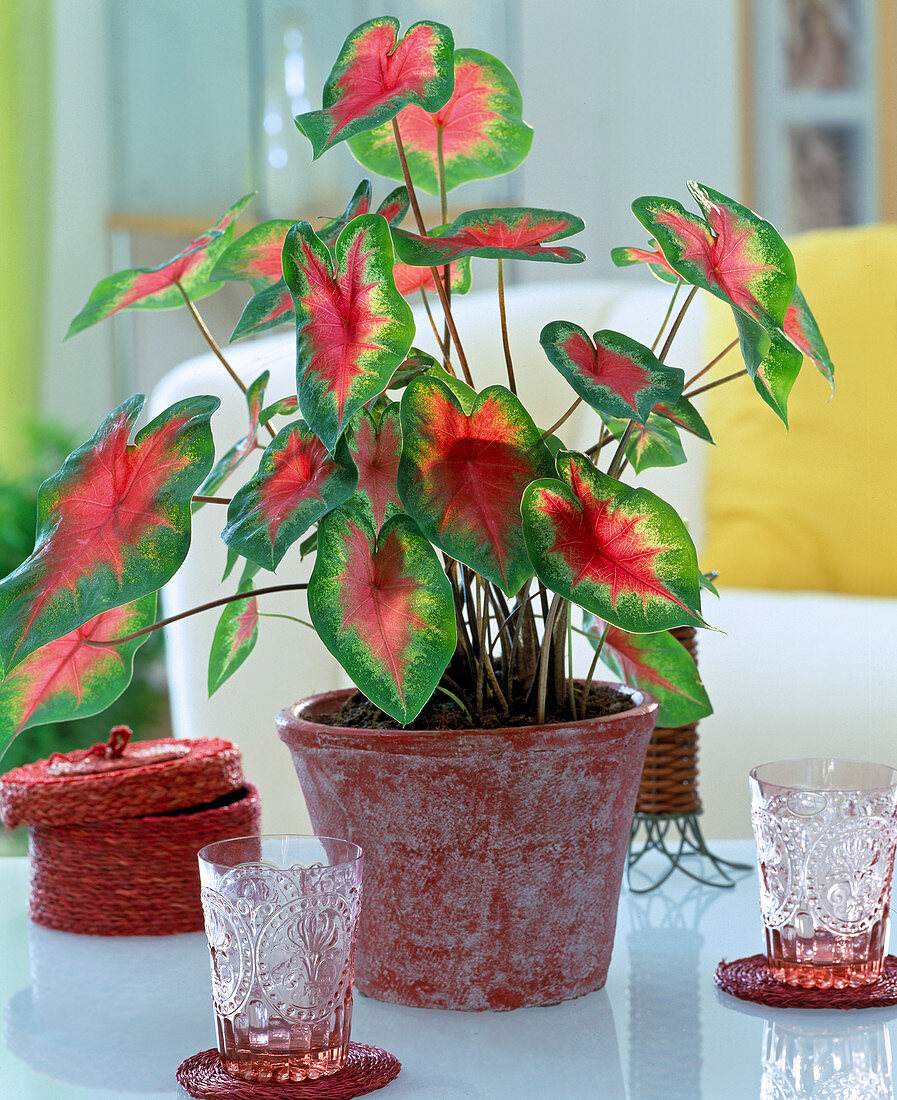 Caladium bicolor