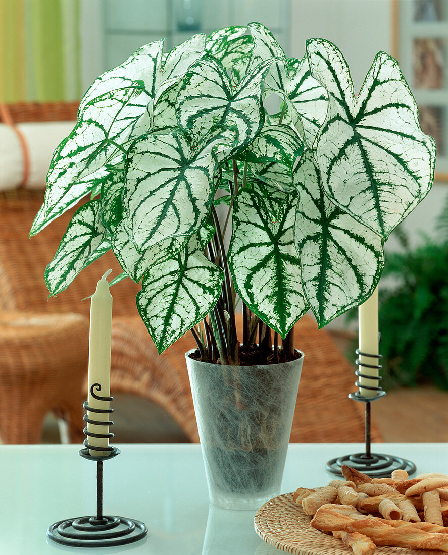 Caladium bicolor 'White Christmas'