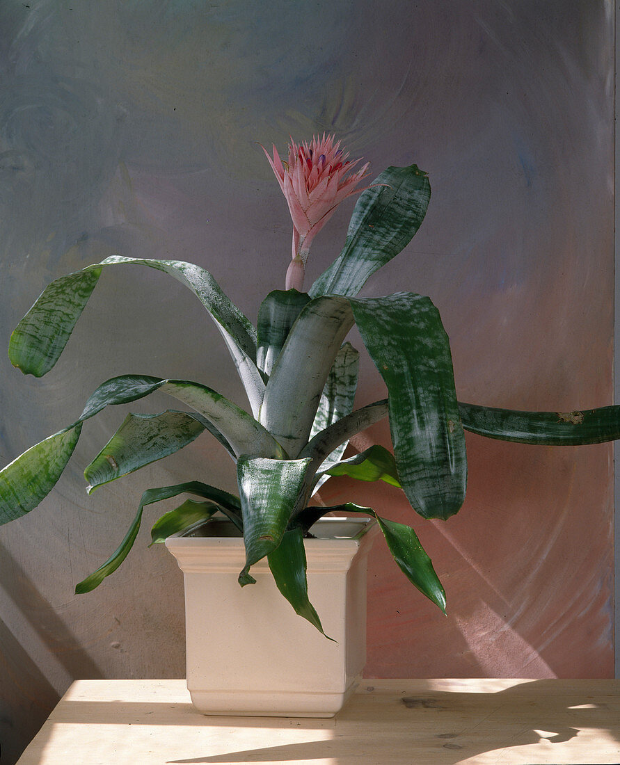 Aechmea fasciata