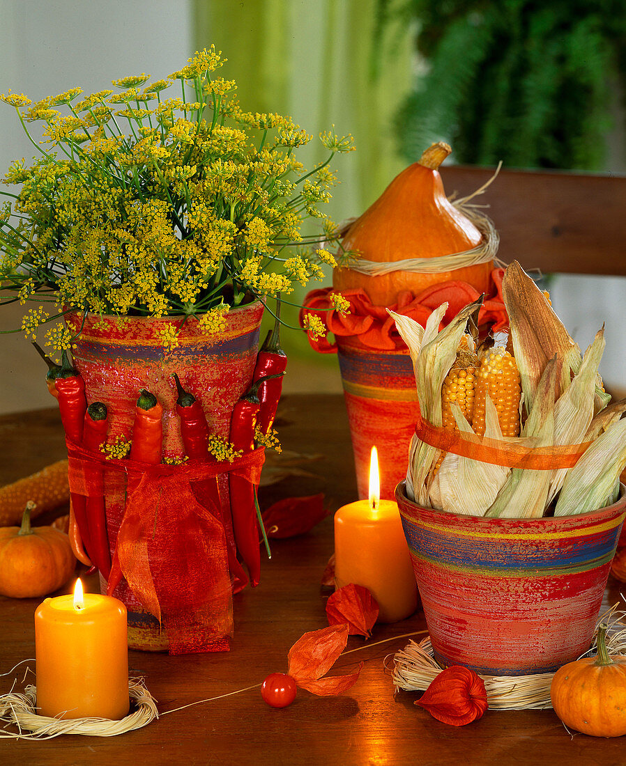 Dill im Topf dekoriert mit Peperoni, Zierkürbisse und Maiskolben