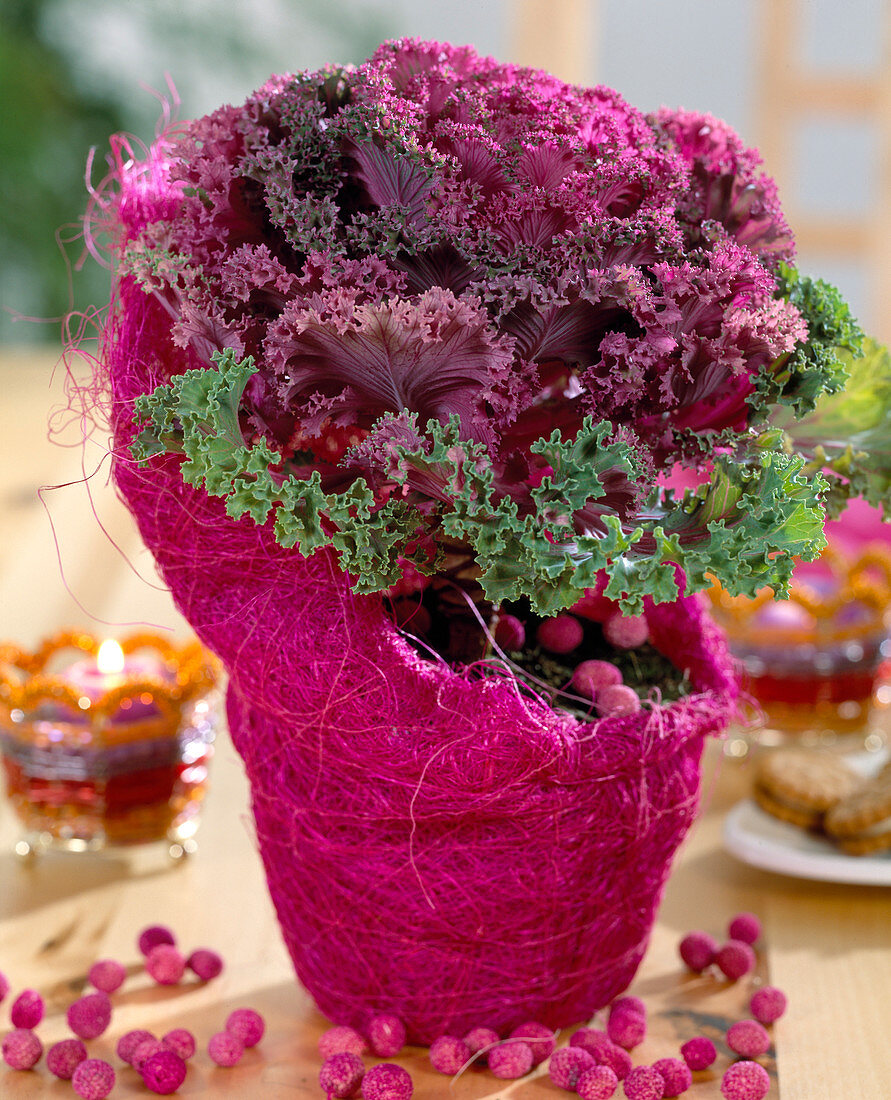 Brassica oleracea / Zierkohl in Sisalübertopf, eingefärbte