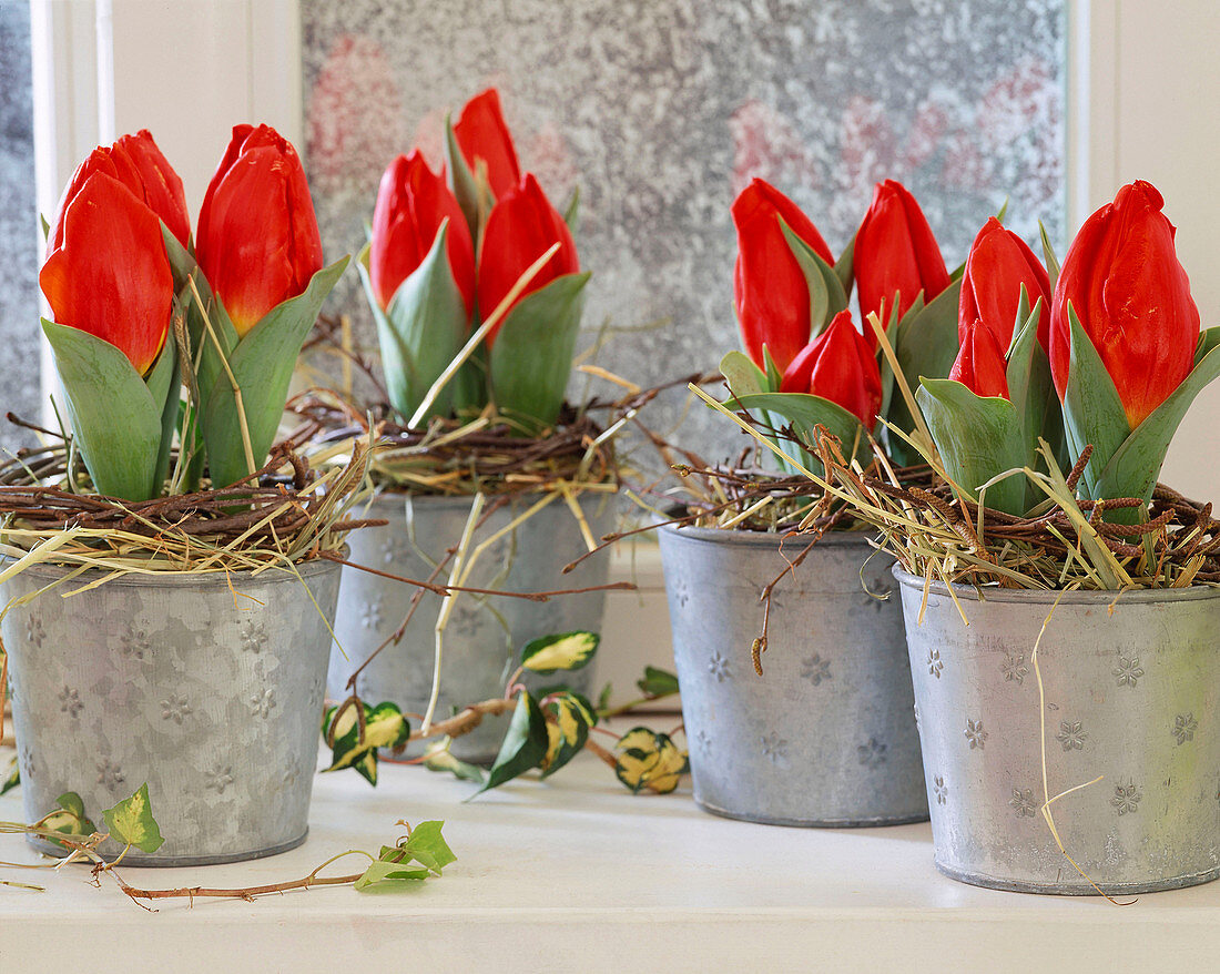 Tulipa (mini tulips) decorated with hay