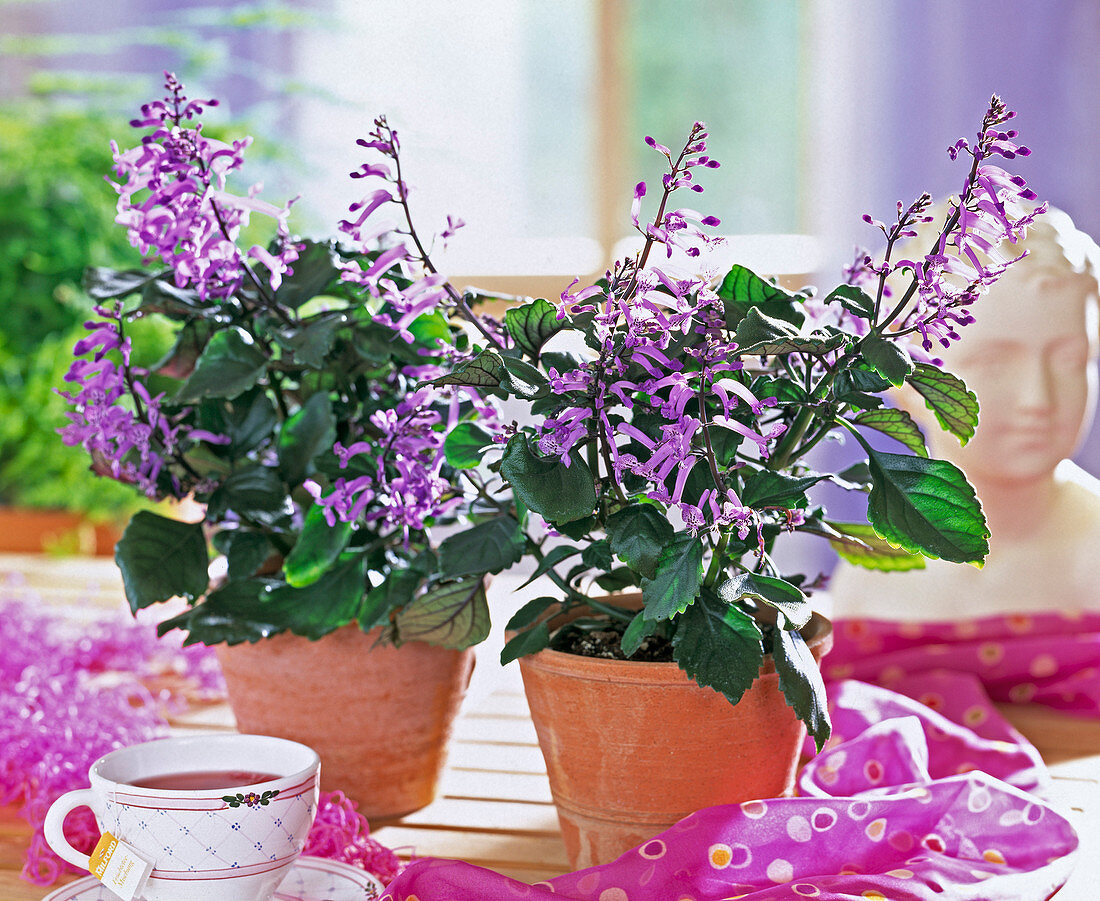 Plectranthus-Hybride