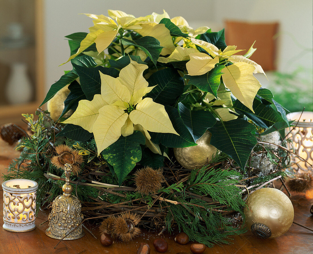Wreath of clematis tendrils, thuja twigs decorated, gold balls, Euphorbia pulcherr