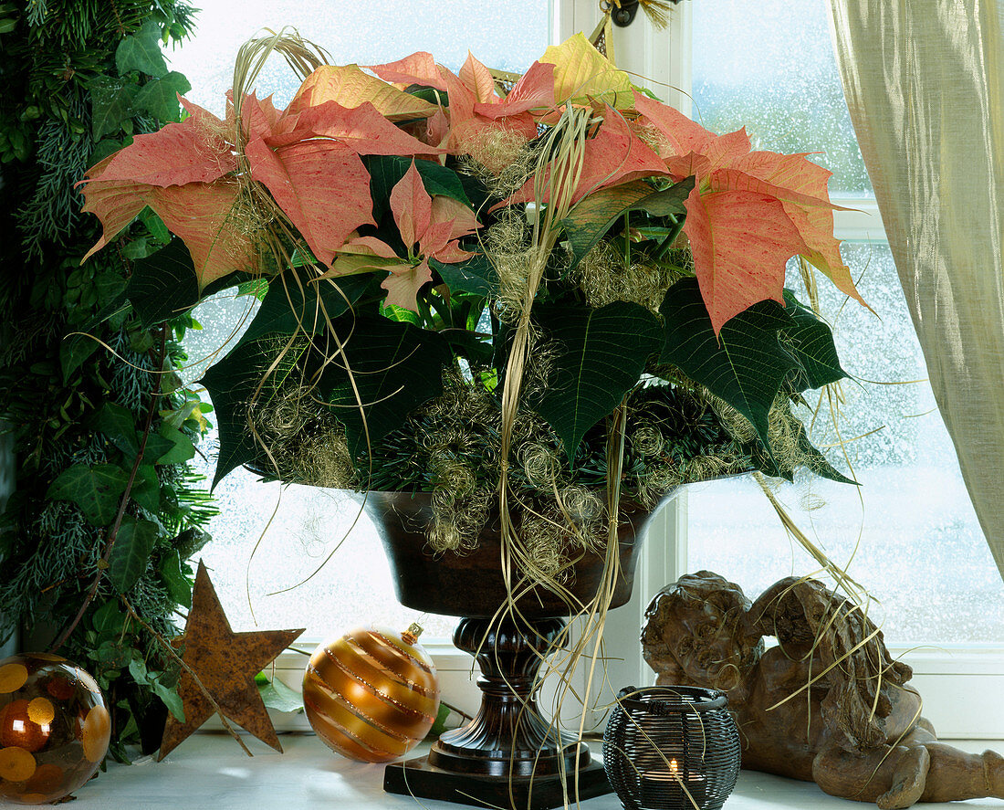 Euphorbia pulcherrima (Weihnachtsstern) adventlich dekoriert mit Engelshaar