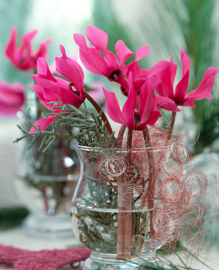 Bouquet of Cyclamen persicum (Cyclamen violet), Cupressus