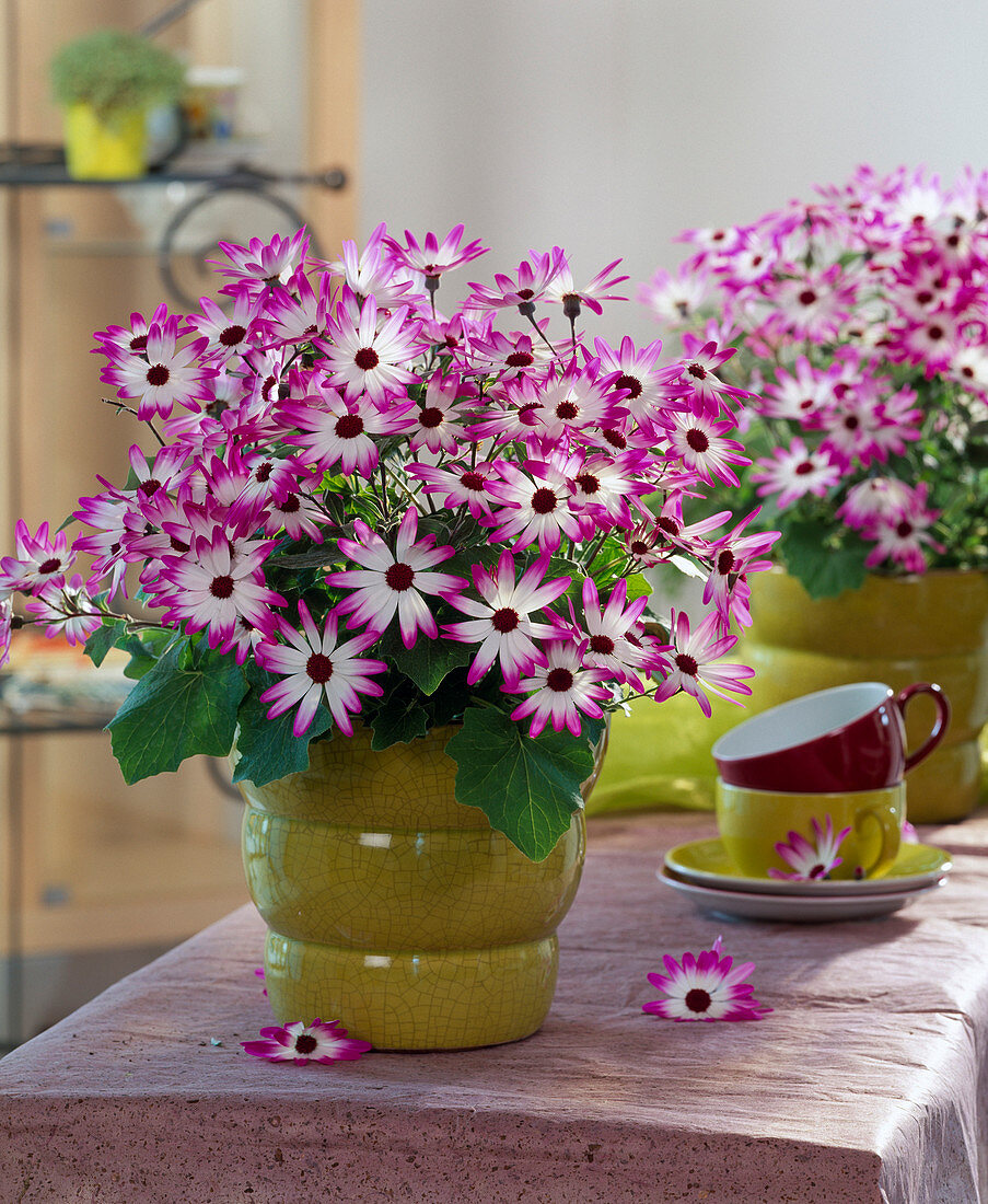 Senecio cruentus 'Magenta Bicolor'