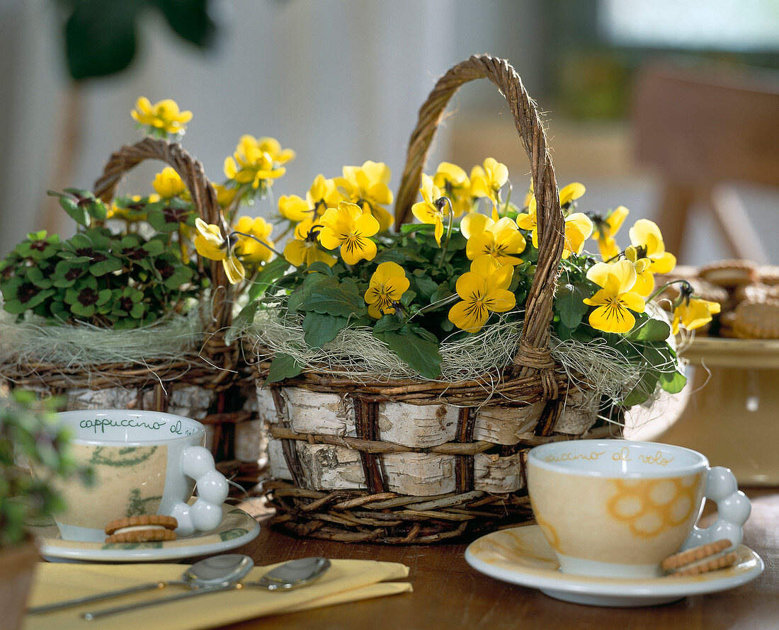 Viola cornuta (horned violet), Oxalis (clover in baskets)