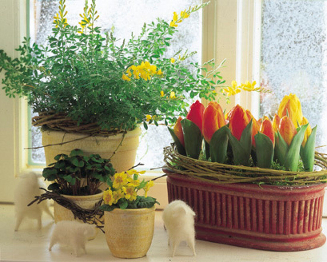 Broom and tulips at the window