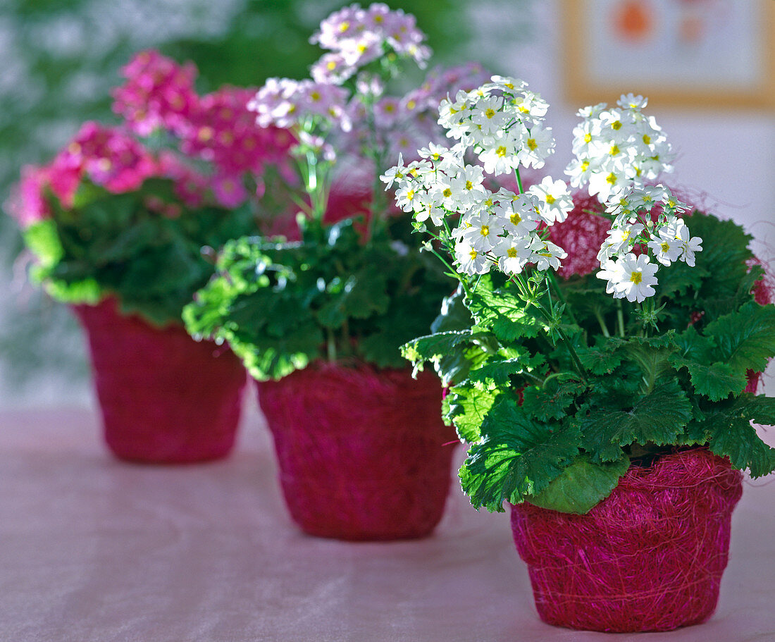 Primula malacoides (Lilac primrose), syn. bridal primrose)