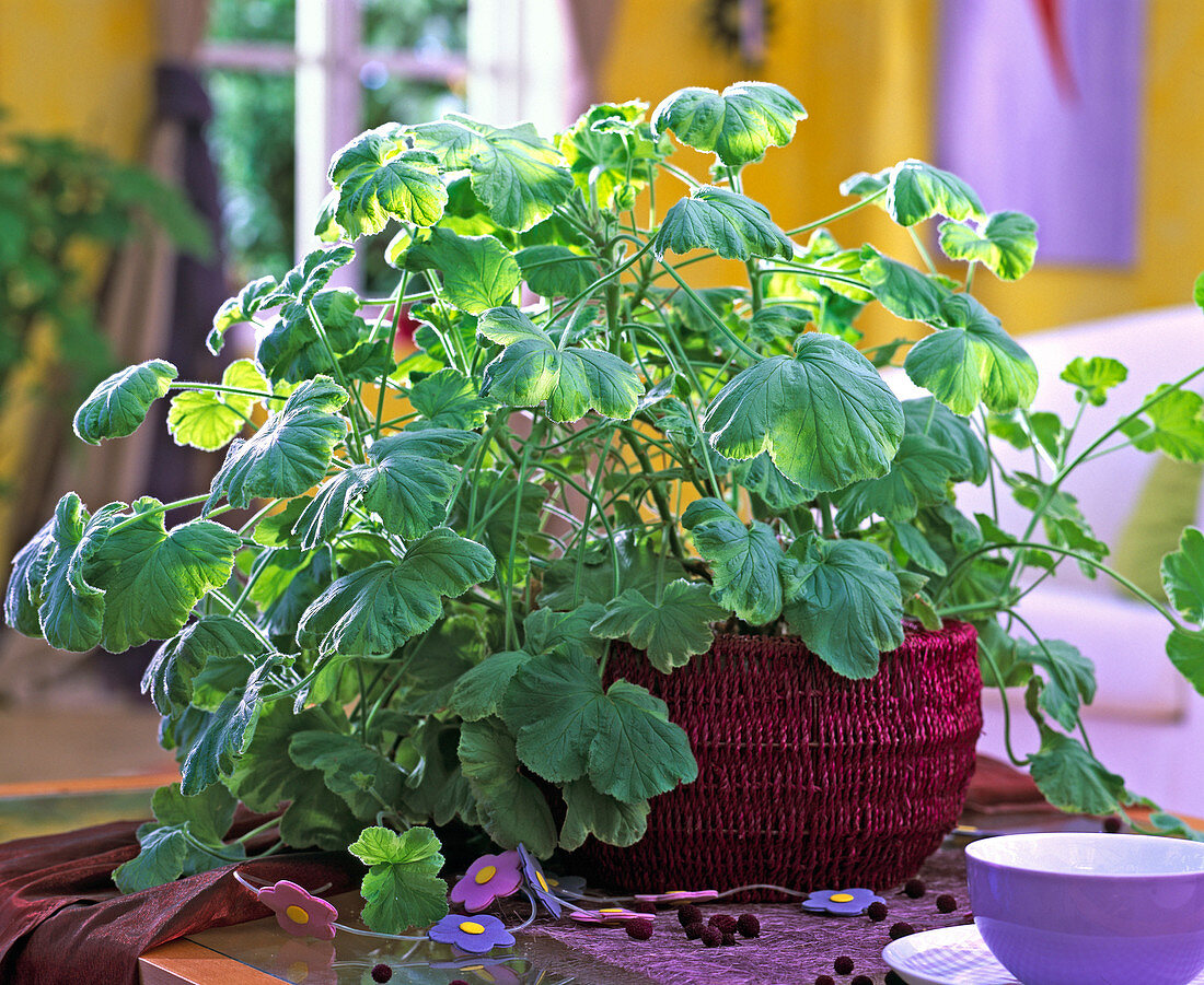 Pelargonium tomentosum