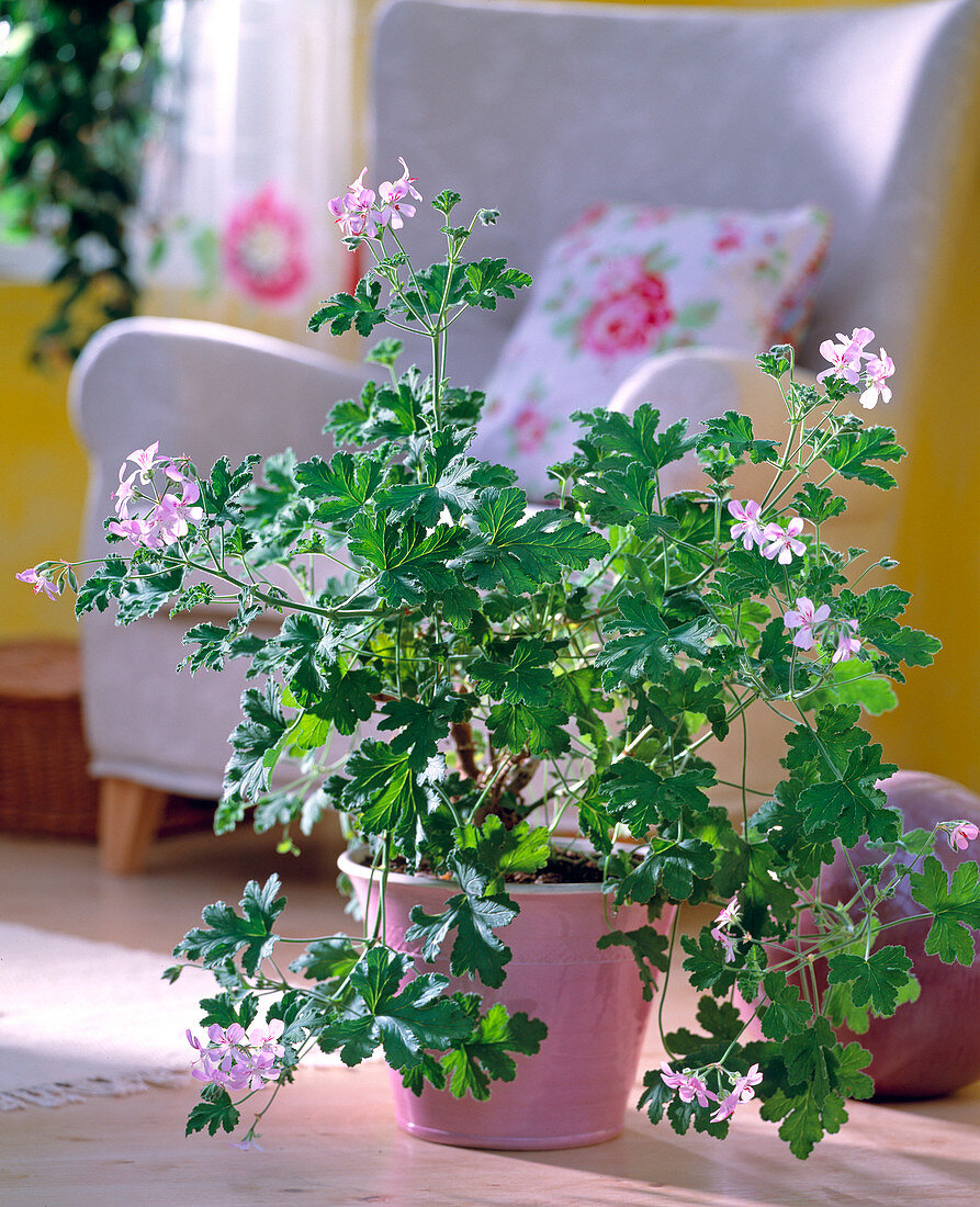 Pelargonium graveolens 'Little Gem'