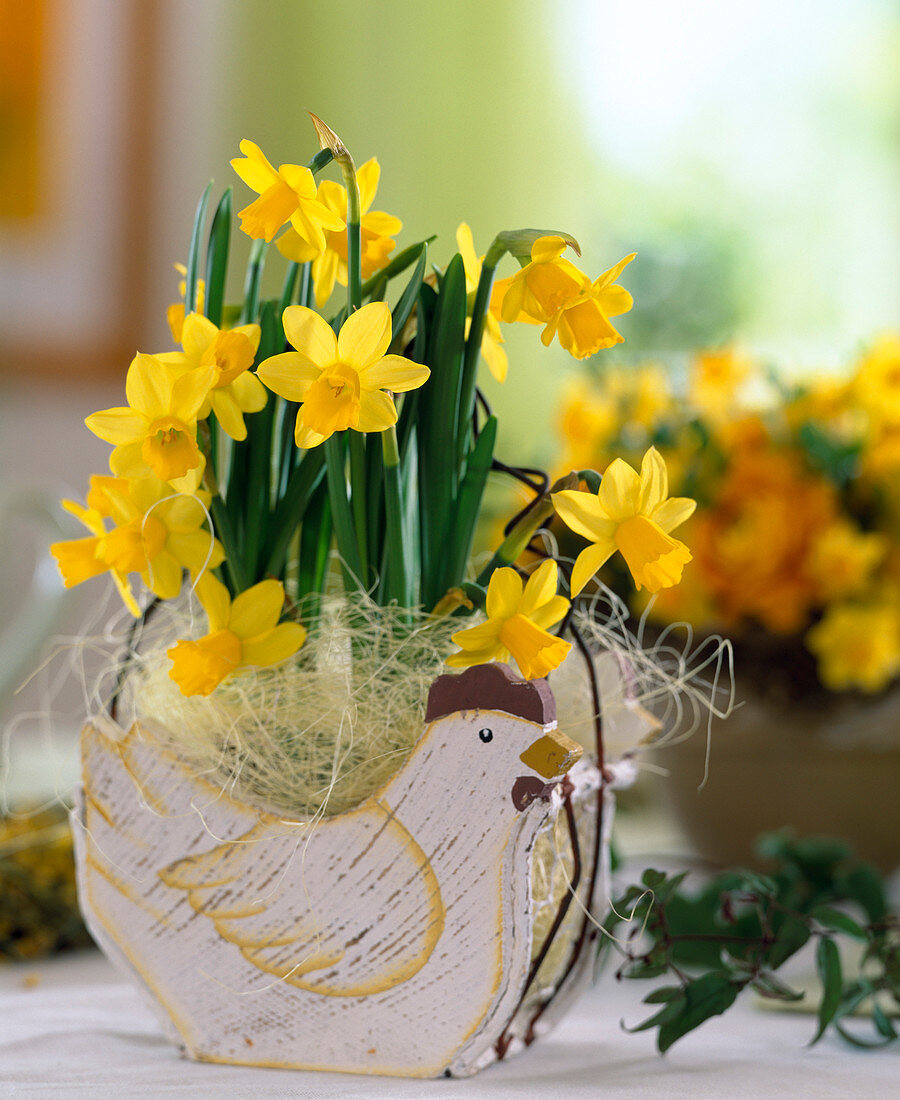 Narcissus 'Tete a Tete' (daffodil flowers in a chicken basket)