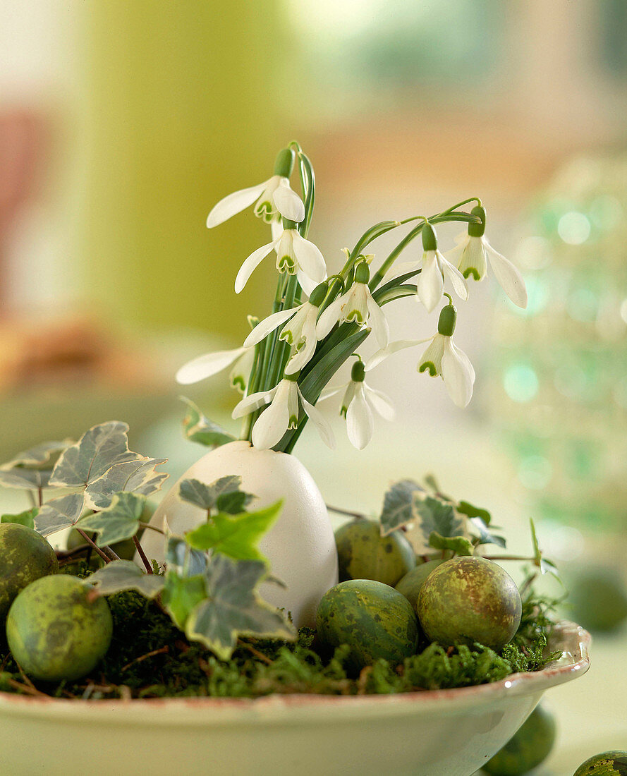 Duck's egg as vase with Galanthus nivalis (snowdrop)