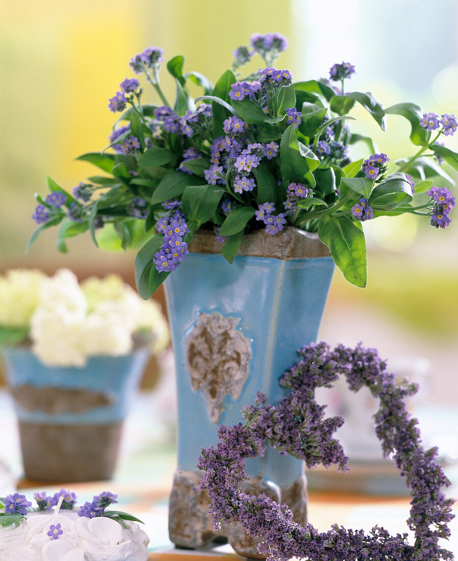 Myosotis sylvatica (Forget-me-not)